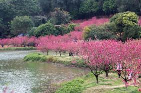 佛山南国桃园游玩景点