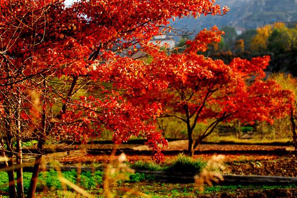 蘭州周邊看紅葉有哪些地方