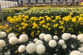 2021南京江宁湖熟菊花展时间-地址-门票