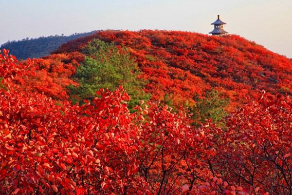 2022河南秋天看红叶旅游景点推荐 八大看红叶最好的地方