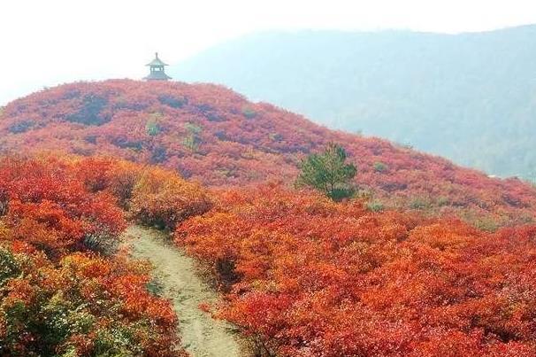 2021河南红叶最佳观赏地点