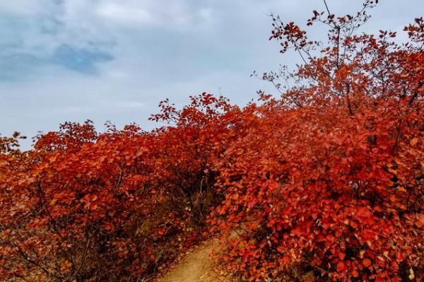 2021鄭州紅葉最佳觀賞地點