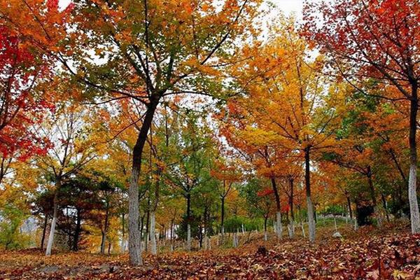 2021北京紅葉節活動匯總 附觀賞時間-觀賞指南