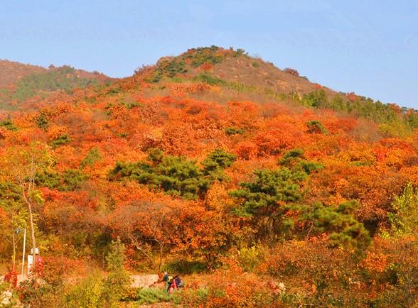 2021北京紅葉節活動匯總 附觀賞時間-觀賞指南