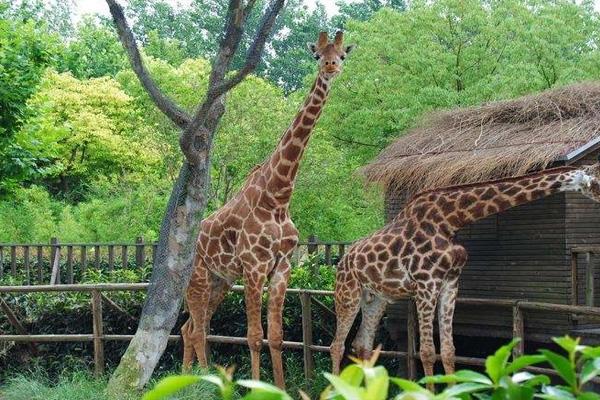 2021上海野生动物园年卡怎么办理-价格