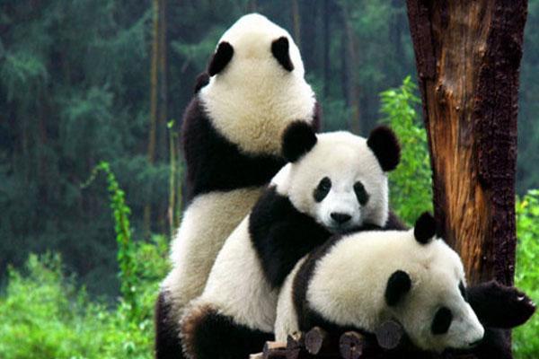 2021上海野生动物园门票开放时间