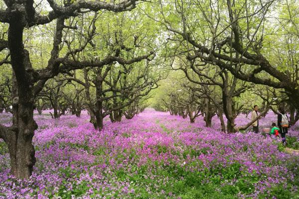 2021宿迁三台山国度丛林公园玩耍线路保举