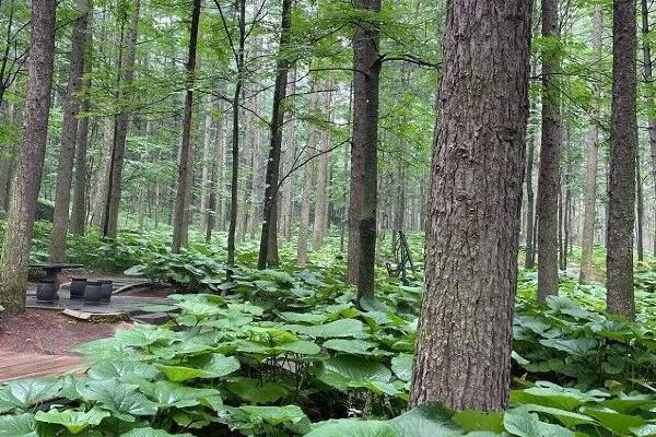 洛陽白云山景區交通路線攻略