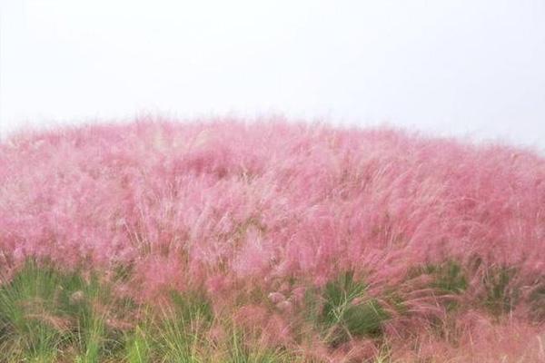在武汉哪里可以观赏粉黛乱子草
