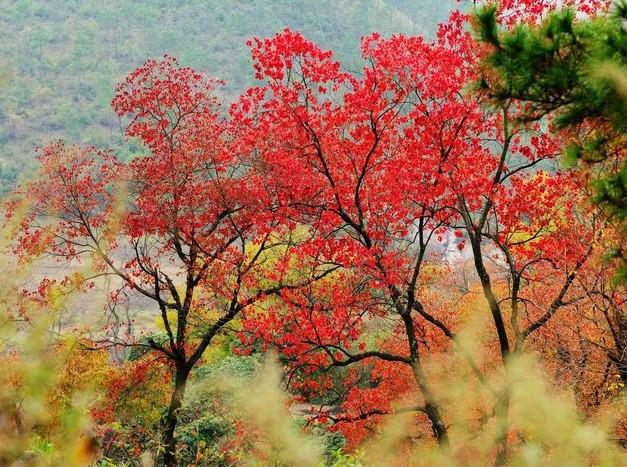 2021湖北賞紅葉哪里最好的地方