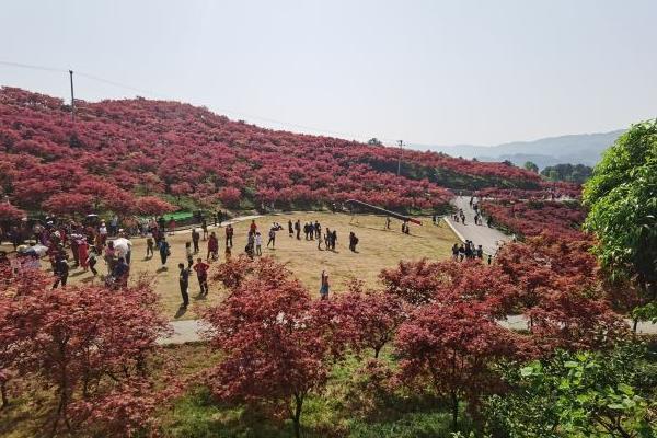 2021重慶南湖多彩植物園賞紅葉的游玩攻略