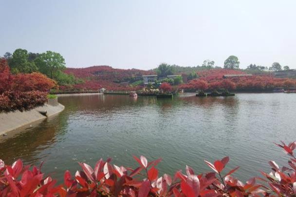 2021重庆南湖多彩植物园赏红叶的游玩攻略