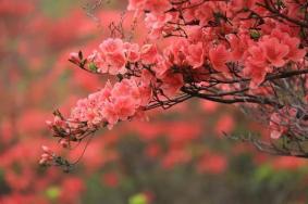 2021清远赏花好去处-秋季攻略