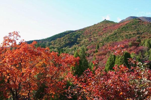 紅螺寺紅葉最佳觀賞期2021 附推薦觀賞地-賞葉線路