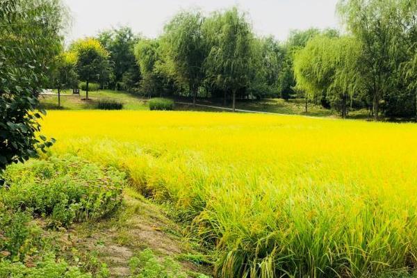2021北京秋天哪里有水稻田可以观赏