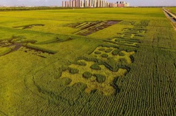 2021北京秋天哪里有水稻田可以观赏