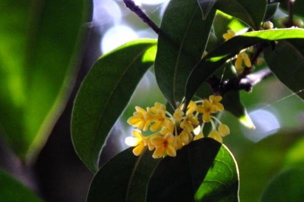 武漢賞桂花的地方 武漢賞桂花的公園推薦