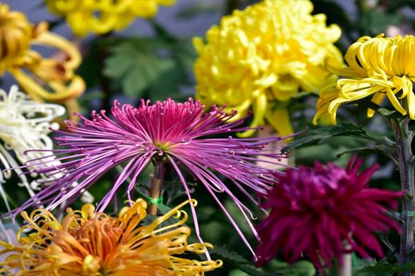 北京北海公園菊花展2021 北京賞菊花公園有哪些