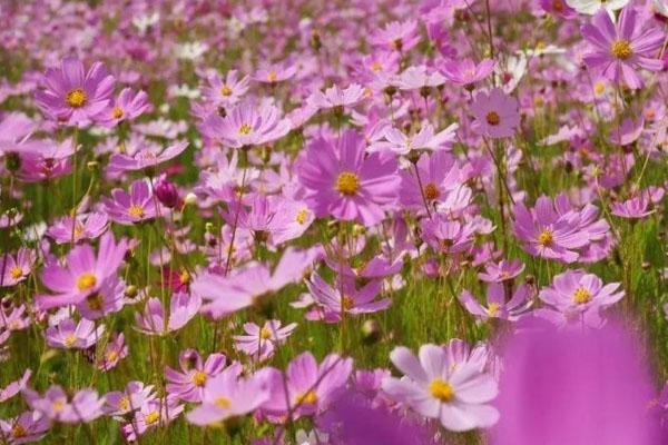 2021張家港常陰沙菊花展開始時間-游玩攻略