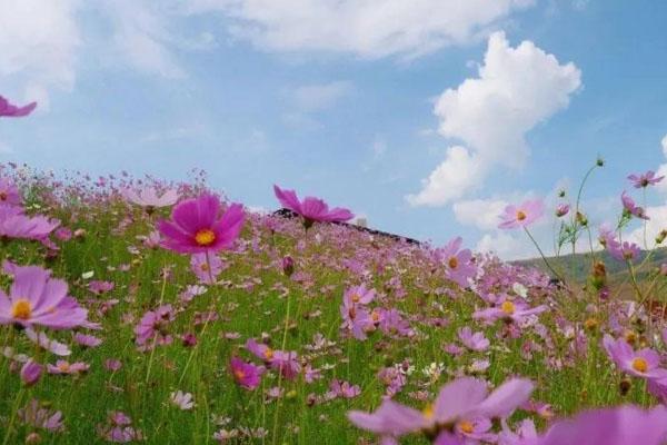 2021張家港常陰沙菊花展開始時間-游玩攻略