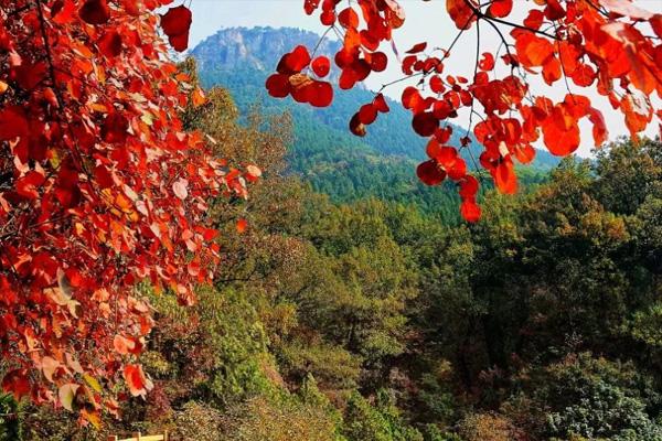 山東紅葉景區有哪些 山東紅葉最佳觀賞地 