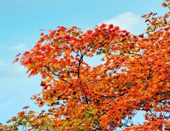 山東紅葉景區有哪些 山東紅葉最佳觀賞地 