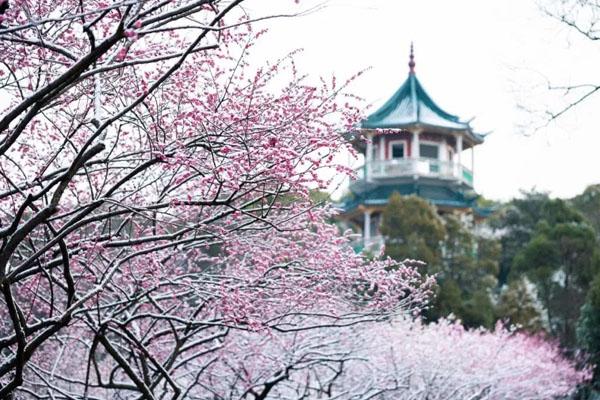 2021無錫梅園景點介紹