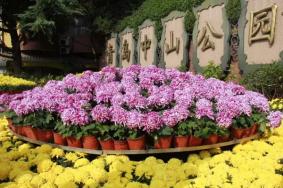 2021青岛市第37届菊展会场分布详情