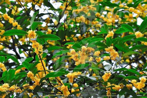 杭州植物园桂花紫薇园在哪