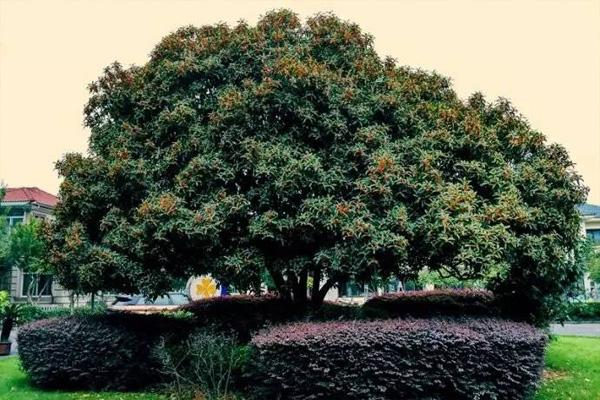 杭州植物園桂花紫薇園在哪