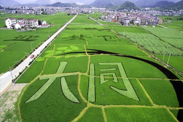 2021秋季杭州周边最全稻田观赏地