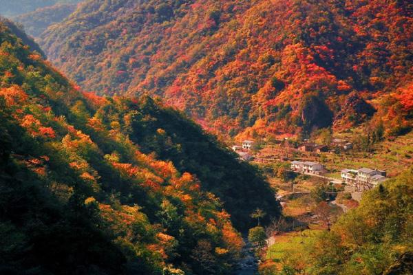 2023重慶紅葉最佳觀賞地點推薦-觀賞期