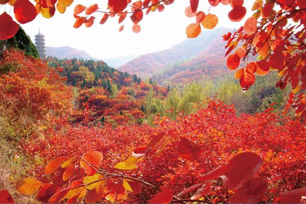 济南红叶谷中的红叶是什么树