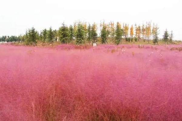 2021佛山秋天賞花有哪些好去處