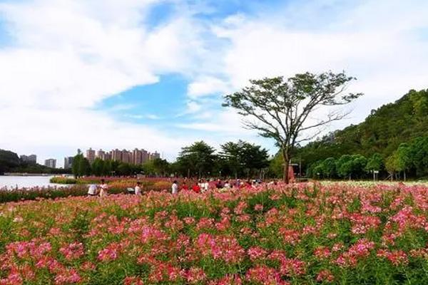 2021佛山秋天賞花有哪些好去處