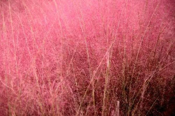 2021佛山秋天賞花有哪些好去處