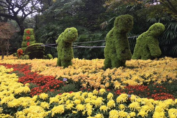 2021重庆菊花展在哪里举办 天坪山菊花展时间-地点