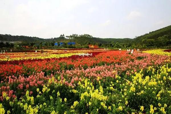 2021南宁花雨湖生态休闲旅游区对广西人民有哪些优惠