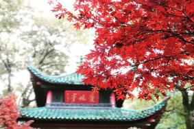 2021长沙枫叶什么时候变红 长沙赏枫叶最好的地方