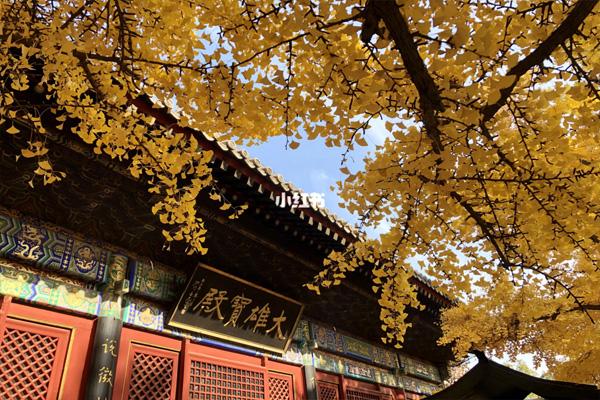 北京哪些寺庙中有千年银杏