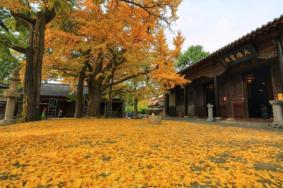 济南灵岩寺银杏叶什么时候黄 附最佳观赏期