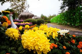 2021南通唐闸北市菊花展什么时候开始  2021南通菊花展地址在哪里