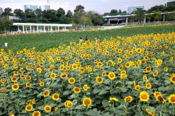 深圳樓村濕地公園向日葵花期是什么時候