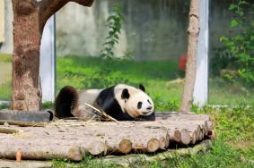 11月3日起西安秦岭野生动物园恢复开放