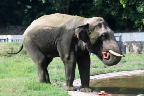受疫情影响11月3日起重庆动物园暂停开放公告