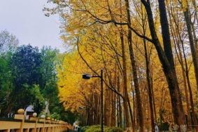 2021杭州朝晖公园观赏银杏的最佳时间