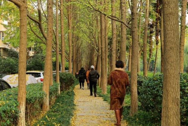 2021杭州朝晖公园观赏银杏的最佳时间