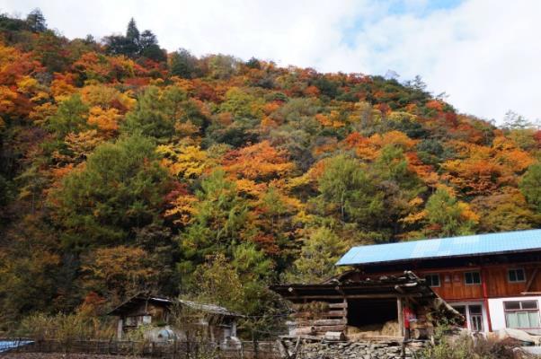 绵阳平武县赏枫叶最好的地方