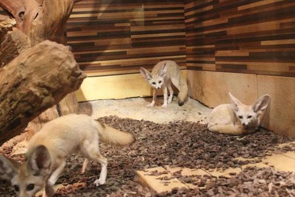 银川中山公园动物园门票多少钱2021