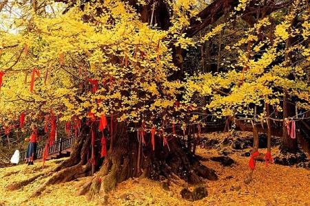中国最大的银杏树在哪里 是贵州的6000岁还是浙江的12000岁能称王